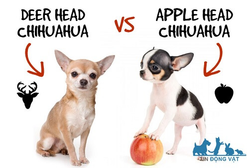 mua chó chihuahua hcm