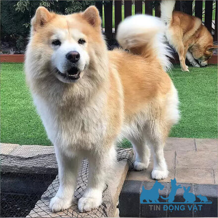 chó husky lai chow chow