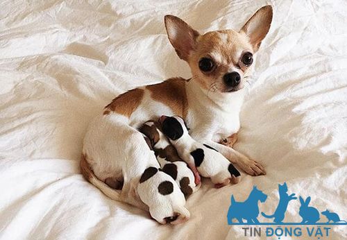 bán chó chihuahua giá 1 triệu