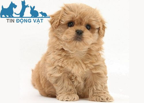 chó bắc kinh lai poodle