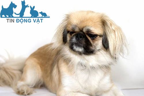 chó pekingese