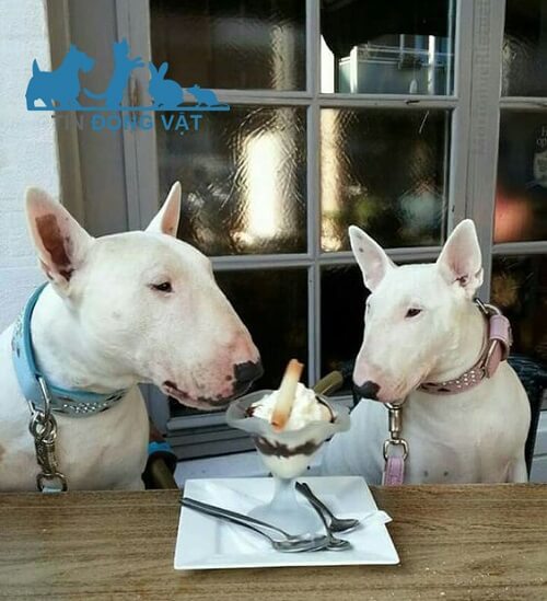 chó bull terrier