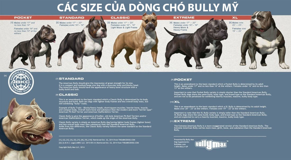 các size của dòng chó bully mỹ