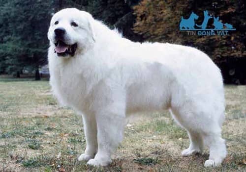 Chó núi Great Pyrenees lông trắng