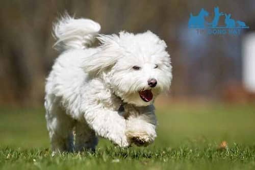 Chó bông trắng Coton de Tulear