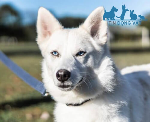 chó husky lông trắng