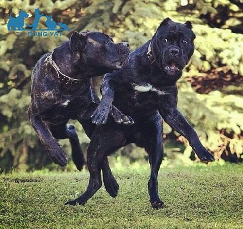 mua giống chó cane corso