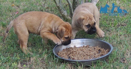 chó bullmastiff ăn gì