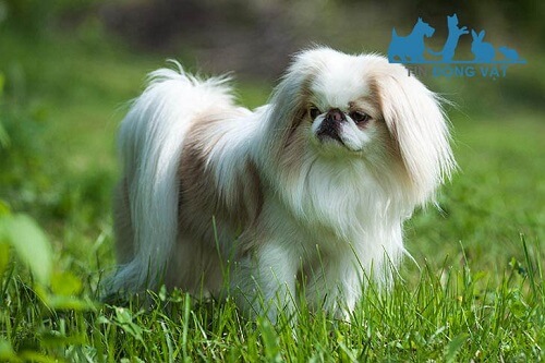 chó nhật japanese chin