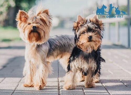 chó yorkshire terrier