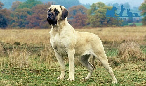 chó english mastiff