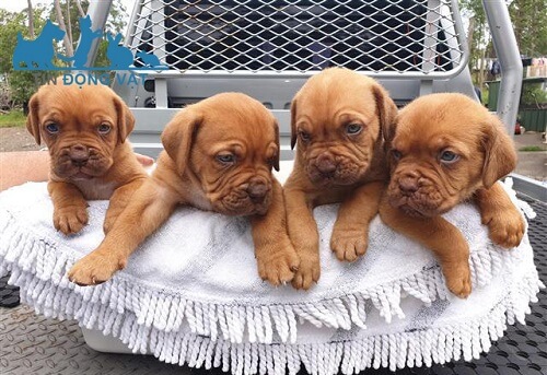 chó dogue de bordeaux