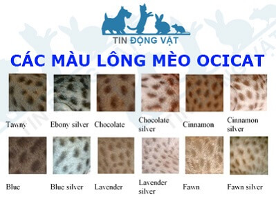 màu lông của mèo ocicat