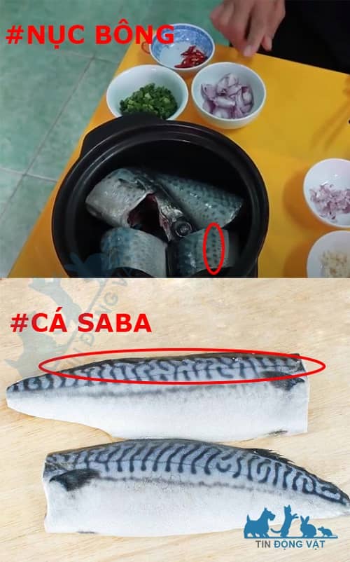 cá nục bông và cá saba