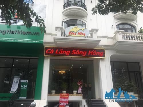 cá lăng sông hồng