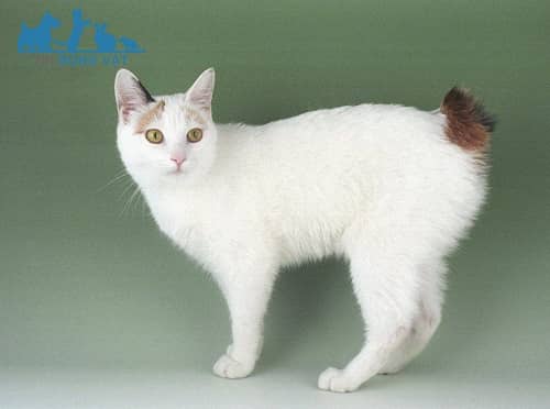 mèo cộc đuôi nhật japanese bobtail giá