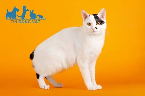 ngoại hình mèo japanese bobtail