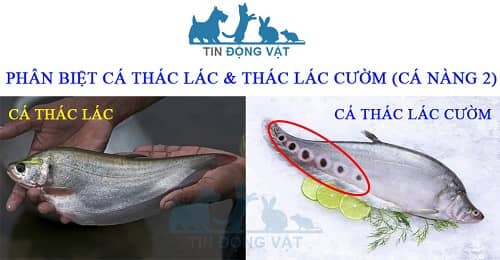 phân biệt cá thác lác và cá thát lát cườm