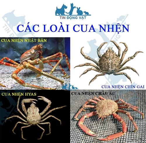 cua nhện có mấy loại