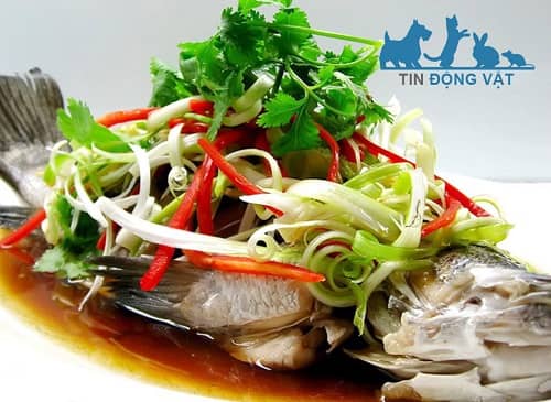 Cá tầm hấp xì dầu