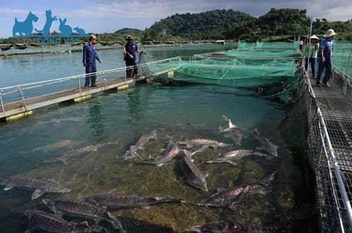 cá tầm là cá sông hay cá biển