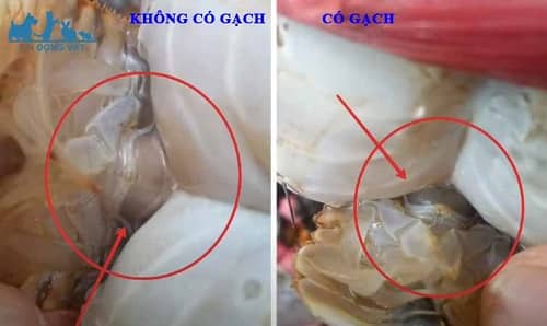 cách chọn cua cái so có gạch