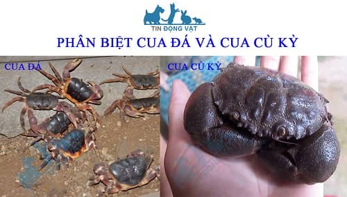 cua đá và cua cù kỳ