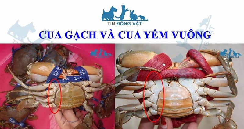 cua yếm vuông và cua gạch