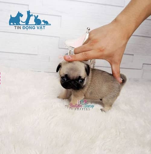 chó pug mini nặng bao nhiêu