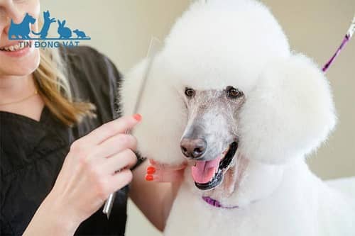 chăm sóc chó poodle khổng lồ