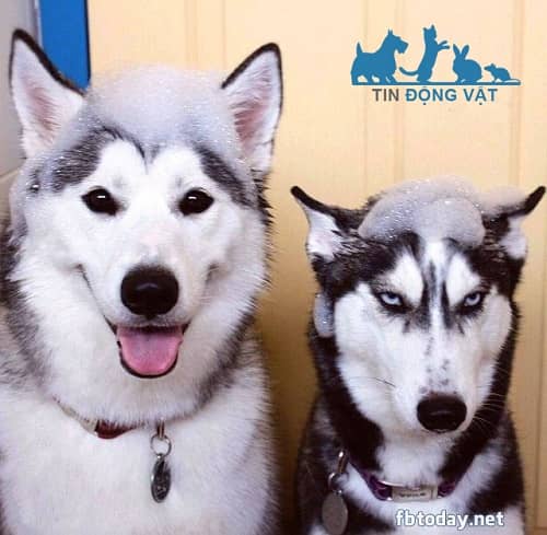 chó husky và alaska con nào thông minh hơn