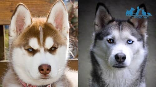 chó alaska khác husky như thế nào