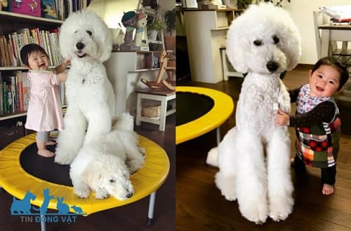 chó poodle giant