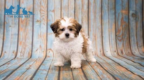 chó poodle lai shih tzu