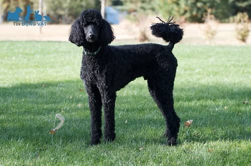 chó poodle lai khác gì thuần chủng