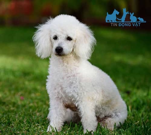 chó poodle màu trắng