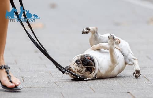 chó pug có dễ huấn luyện không