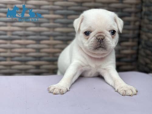 sức khỏe chó pug trắng