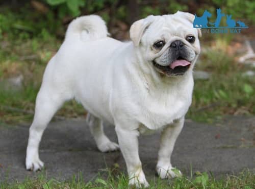 chó pug màu trắng có thuần chủng không