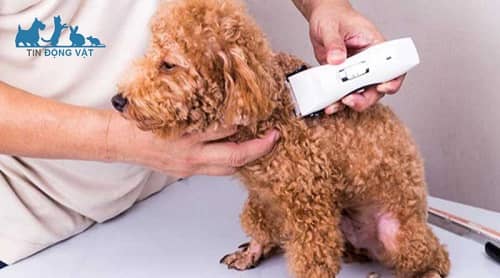 chuẩn bị dụng cụ cắt lông chó poodle