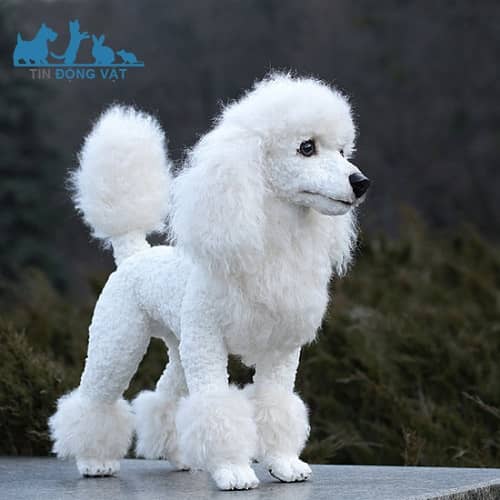 chó poodle lông trắng