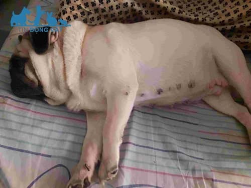 dấu hiệu chó pug có bầu