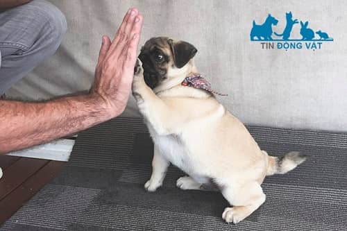 huấn luyện chó pug lúc mấy tuổi