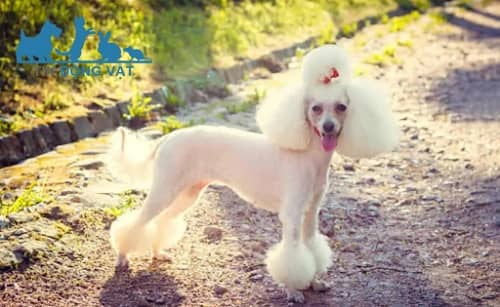 kiểu lông công chúa chó poodle