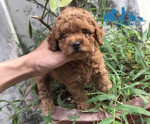 chó poodle giá 4 triệu