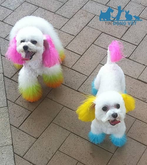 nhuộm lông chó poodle trắng