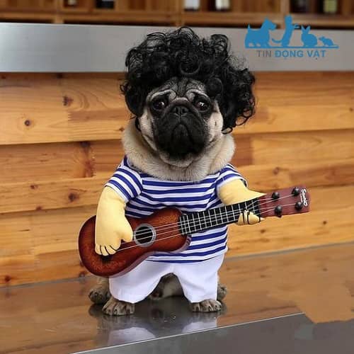 quần áo cho pug giúp bảo vệ cơ thể