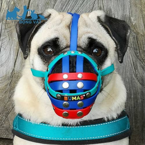 rọ mõm chó pug bumas