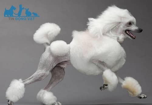 tỉa lông chó poodle kiểu sư tử