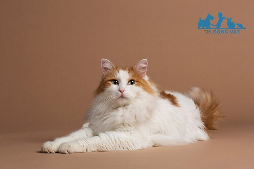 chăm sóc mèo turkish van